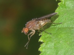 Suillia variegata