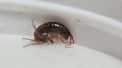 Arcitalitrus sylvaticus