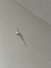 Callibaetis pictus
