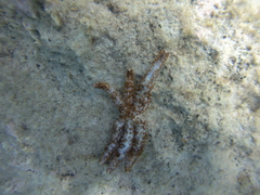 Coscinasterias tenuispina
