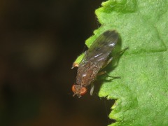 Suillia variegata