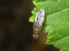 Suillia variegata