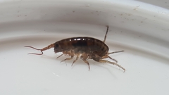 Arcitalitrus sylvaticus