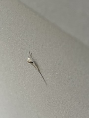 Callibaetis pictus