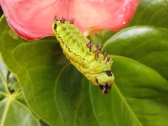 Limacodidae