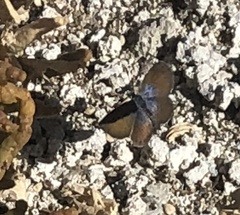 Brephidium exilis