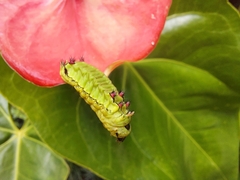 Limacodidae