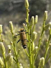 Chauliognathus misellus