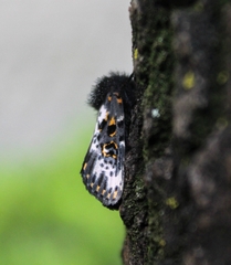 Xanthopastis timais