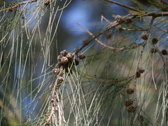 Casuarina cunninghamiana