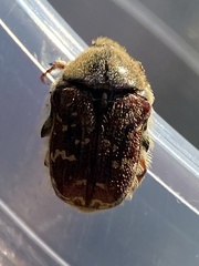 Euphoria leucographa