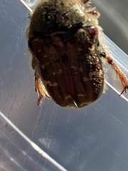 Euphoria leucographa