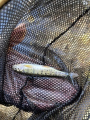 Oncorhynchus clarkii