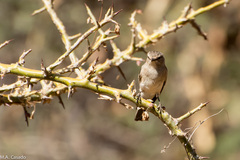 Bradornis microrhynchus