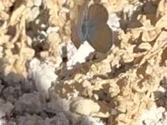 Brephidium exilis
