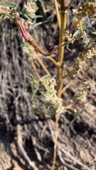 Amaranthus fimbriatus