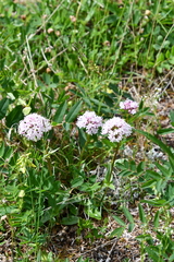 Valeriana capitata