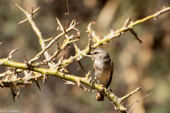 Bradornis microrhynchus