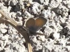 Brephidium exilis