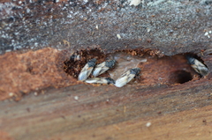 Metopoplax ditomoides