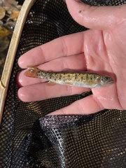 Oncorhynchus clarkii
