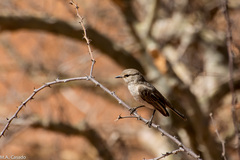 Bradornis microrhynchus