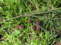 Casuarina cunninghamiana