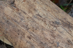 Pityogenes chalcographus