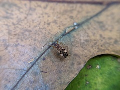 Ozophora picturata