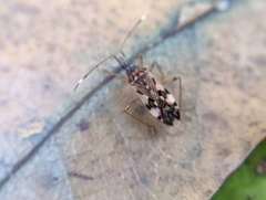 Ozophora picturata