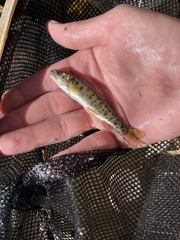 Oncorhynchus clarkii