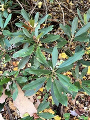 Rhododendron maximum