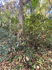 Rhododendron maximum
