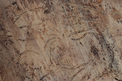 Pityogenes chalcographus