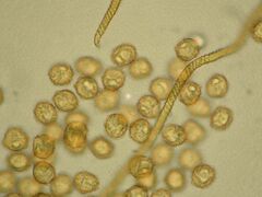 Oligonema persimile