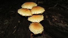 Pholiota