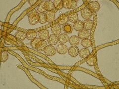 Oligonema persimile
