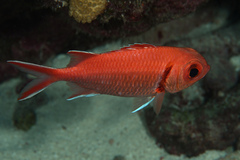Myripristis jacobus