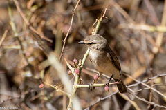 Bradornis microrhynchus