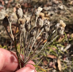 Vernonia lindheimeri