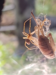 Latrodectus geometricus