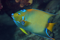 Holacanthus ciliaris