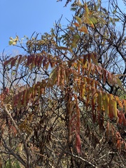 Rhus