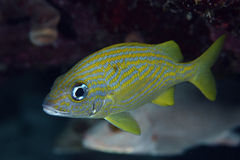 Haemulon flavolineatum