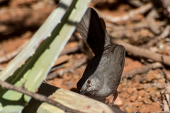 Calamonastes simplex