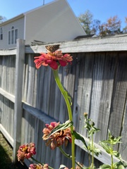 Atalopedes campestris