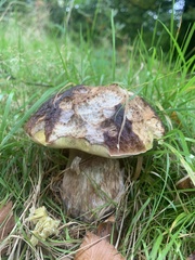 Boletus edulis