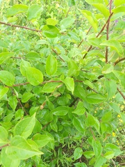 Malus