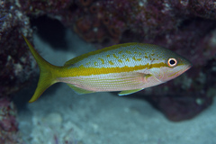Ocyurus chrysurus