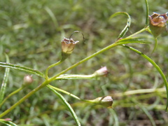 Brachystigma wrightii